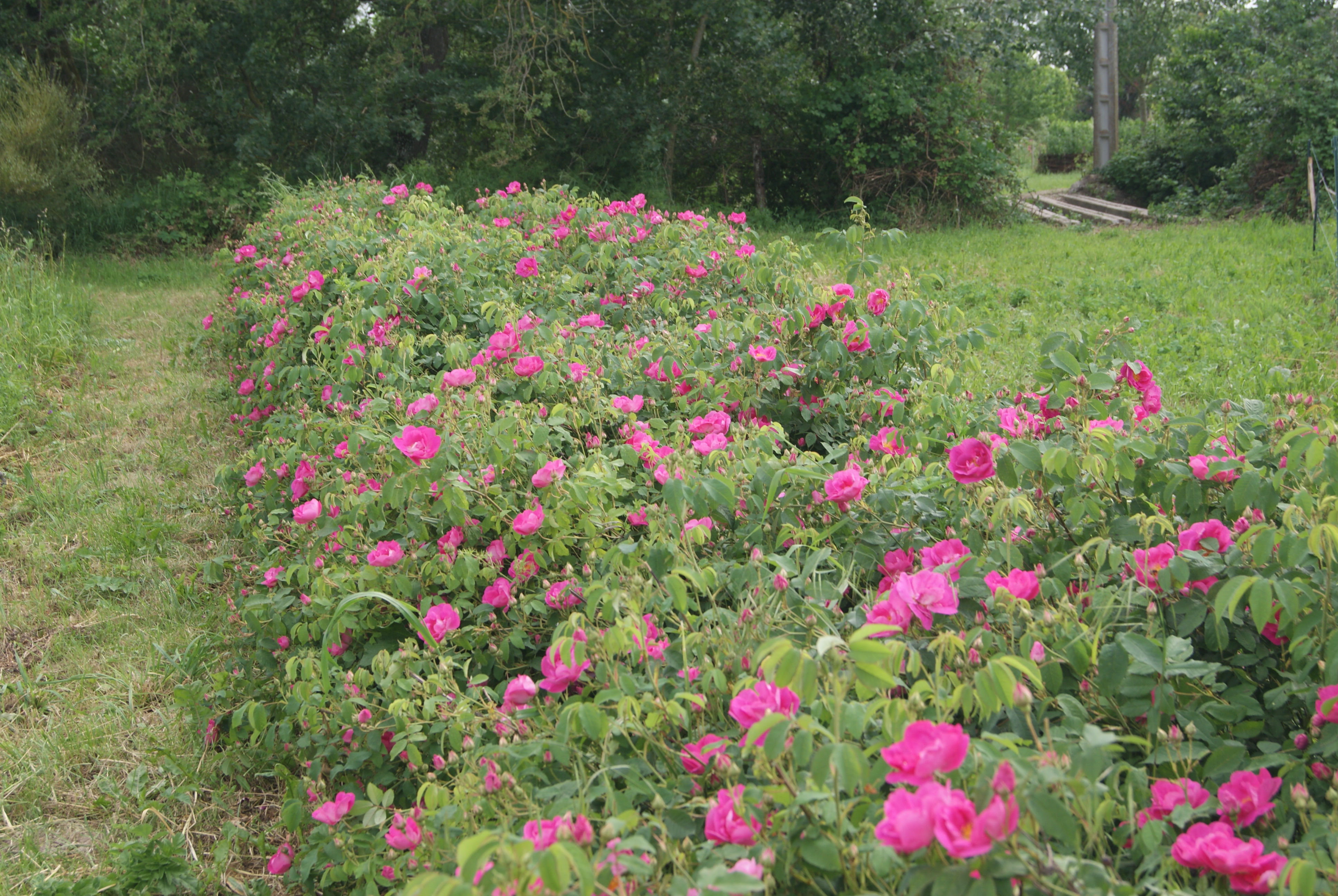 Le champ de rosa gallica des jardins du cabri en fleurs